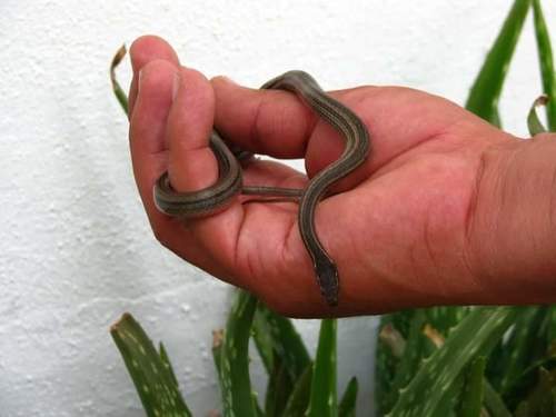 Western Graceful Brown Snake, Rhadinaea hesperia