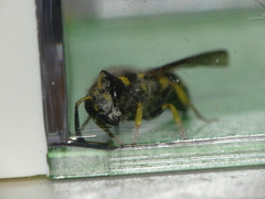 Ancistrocerus longispinosus