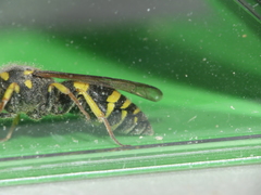 Ancistrocerus longispinosus