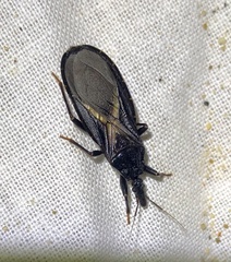 Triatoma protracta