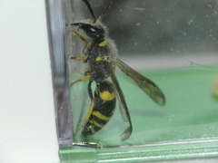 Ancistrocerus longispinosus