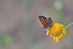 Lycaena phlaeas
