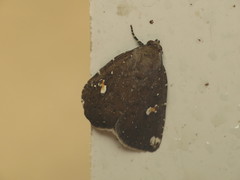 Amyna apicipuncta