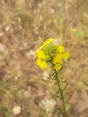 Erysimum canum