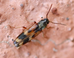 Hypulus quercinus