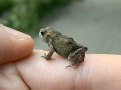 Bufo bufo