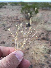 Gutierrezia sphaerocephala