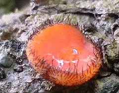 Scutellinia trechispora