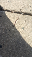 Lumbricus terrestris