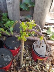 Magnoliopsida