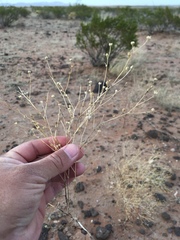 Gutierrezia sphaerocephala