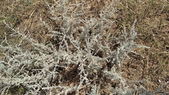 Artemisia taurica