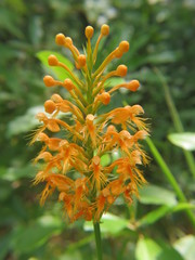 Platanthera chapmanii