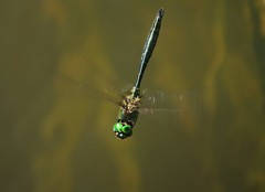 Somatochlora meridionalis