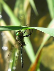 Somatochlora meridionalis