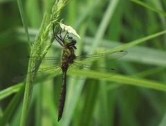 Somatochlora meridionalis