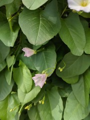 Convolvulus arvensis