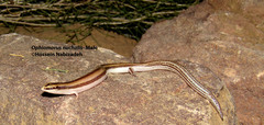 Ophiomorus nuchalis