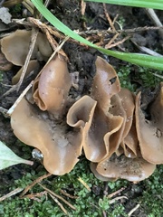 Otidea alutacea