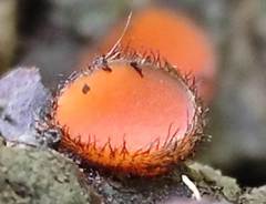 Scutellinia trechispora