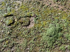 Pogogyne serpylloides