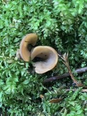 Otidea alutacea