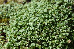 Pogogyne serpylloides