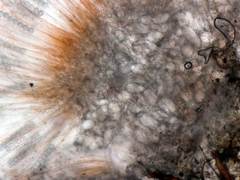 Scutellinia trechispora