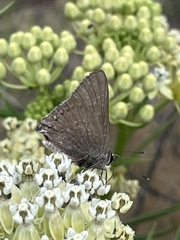 Satyrium saepium