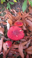Amanita muscaria