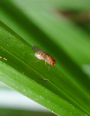Drosophila