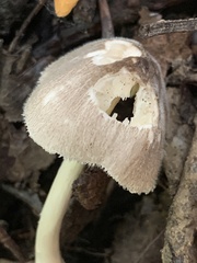 Volvariella pusilla