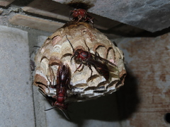 Polistes tenebricosus