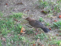Turdus merula