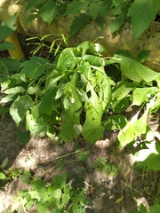 Impatiens parviflora