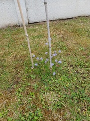 Jasione montana