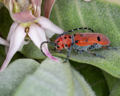 Tetraopes annulatus