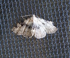 Metalectra quadrisignata