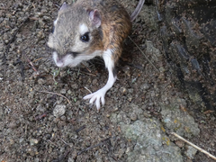 Dipodomys heermanni