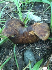 Gastroboletus
