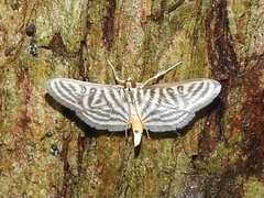 Spilomela pantheralis