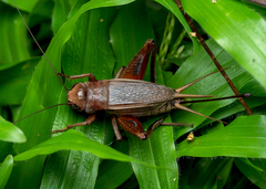 Teleogryllus derelictus