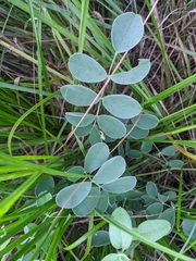 Tephrosia lindheimeri