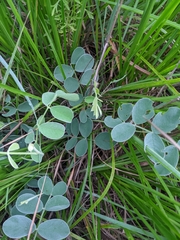Tephrosia lindheimeri