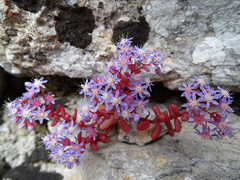 Sedum caeruleum