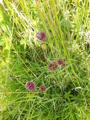 Allium vineale compactum