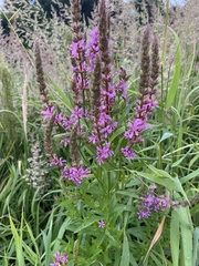 Lythrum salicaria