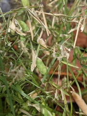 Vicia tetrasperma