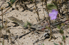 Acanthodactylus margaritae