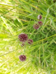 Allium vineale compactum